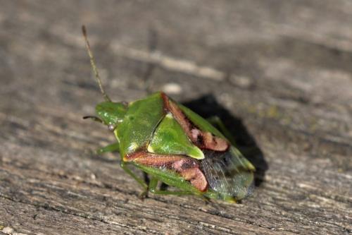 Réf. 277 667 : Cyphostethus tristriatus